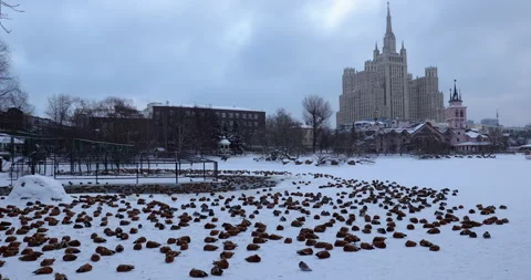 Frozen pond in park Video stock 168310080