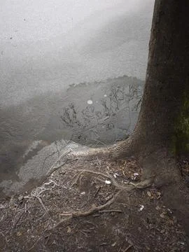 Frozen pond reflecting tree branches in prague, czechia Nature park Smetanka Stock Photos