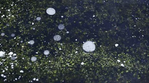 Frozen Pond Surface with Bubbles Stock Photos