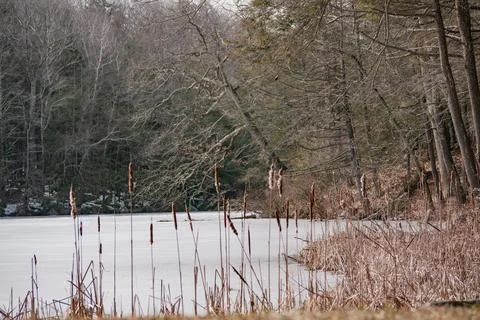 Frozen pond through the cattails Stock Photos