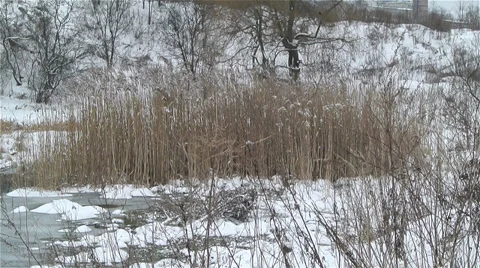 Frozen pond in winter under snow Stock Footage 29664103