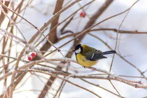 On frozen potassium Stock Photos