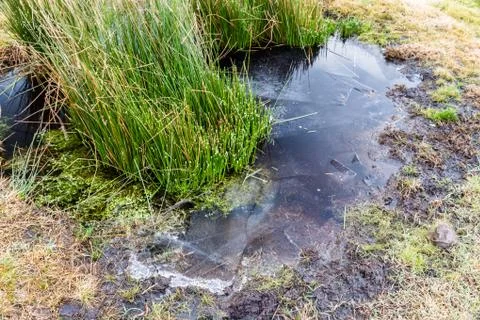 Frozen puddle with soft rush growing Stock Photos