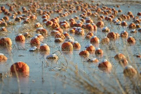Frozen Pumpkin Patch 写真素材
