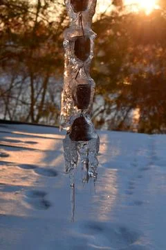 A frozen rain chain in winter, with icicles backlit by the setting sun. Stock Photos