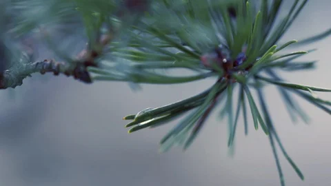 Frozen Rain Drop 4K Stock Footage 129249446