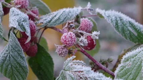 Frozen raspberries on branch Stock Footage 330927507