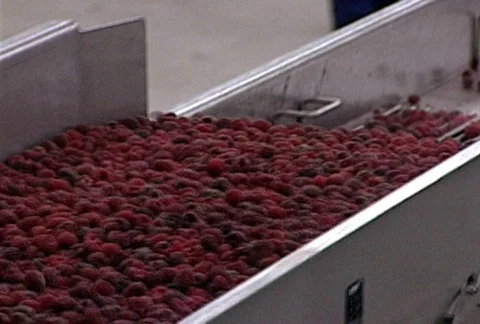 Frozen Raspberries - Food Processing Technology Stock Footage 662770