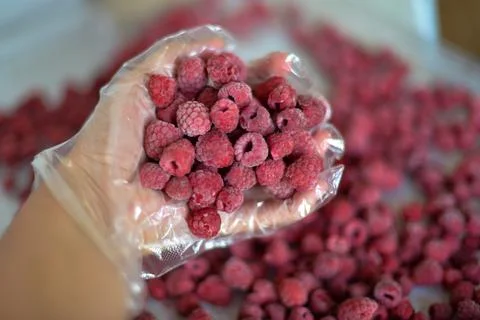 Frozen raspberry berry Stock Photos