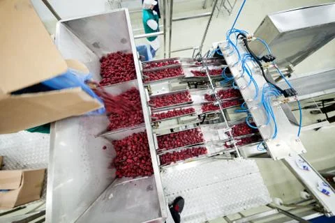 Frozen raspberry processing business Stock Photos