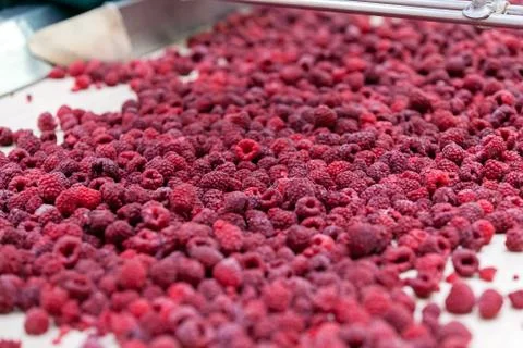 Frozen raspberry processing business Stock Photos