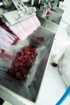 Frozen raspberry processing business Stock Photos
