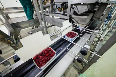 Frozen raspberry processing business Stock Photos