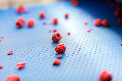 Frozen raspberry processing business Stock Photos