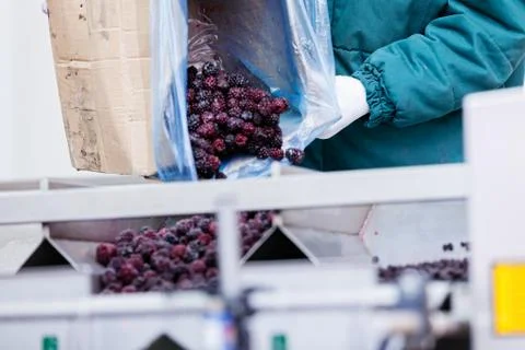 Frozen raspberry processing business Stock Photos