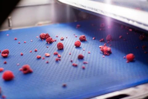 Frozen raspberry processing business Stock Photos