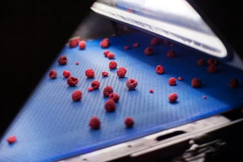 Frozen raspberry processing business Foto stock