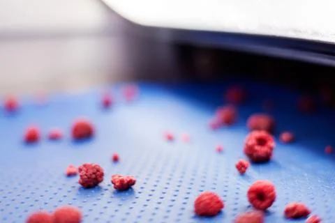 Frozen raspberry processing business Stock Photos