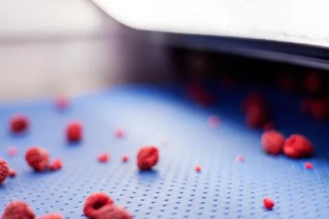 Frozen raspberry processing business Stock Photos