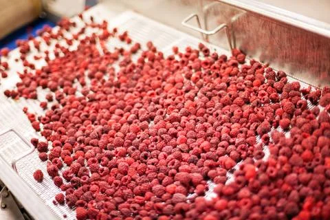 Frozen raspberry processing business Stock Photos