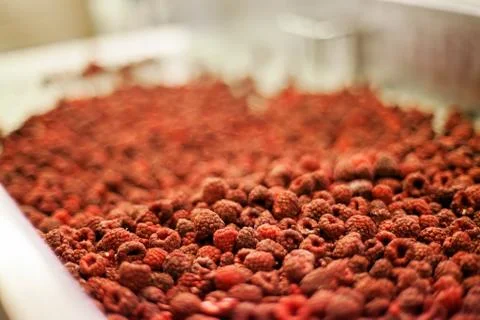 Frozen raspberry processing business Stock Photos