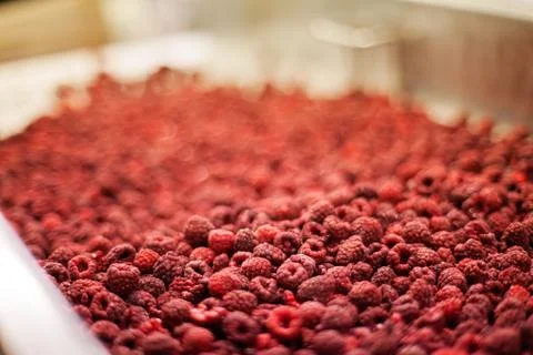 Frozen raspberry processing business Foto stock