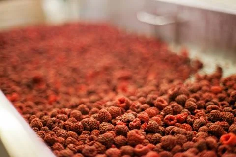 Frozen raspberry processing business Stock Photos