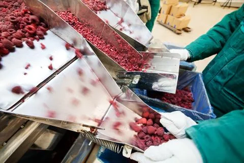 Frozen raspberry processing business Stock Photos