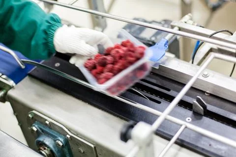 Frozen raspberry processing business Stock Photos