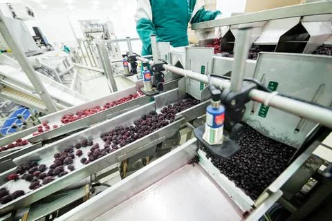 Frozen raspberry processing business Stock Photos