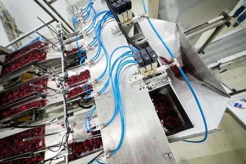 Frozen raspberry processing business Stock Photos