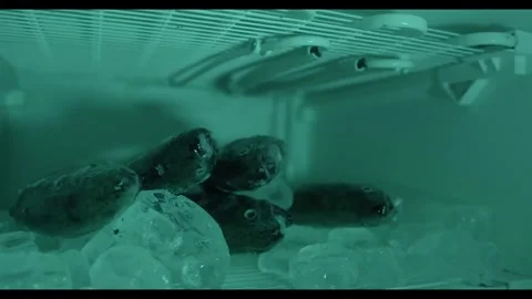 Frozen Raw Fish and Ice Inside Refrigerator with Blue Cold Light Vídeos de archivo 342149394