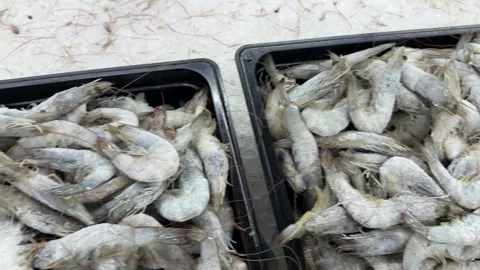Frozen raw shrimp in black tray on ice Stock Footage 345932033