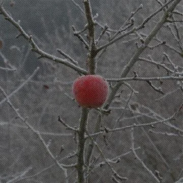 Frozen red apple fruit on branch applied on generated fabric texture Illustrazione stock