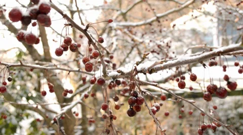 Frozen Red Berries Video stock 34193763