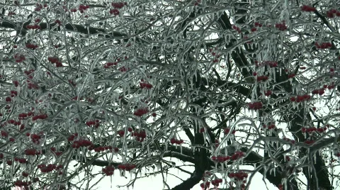 Frozen red berries on a tree Stock Footage 96843