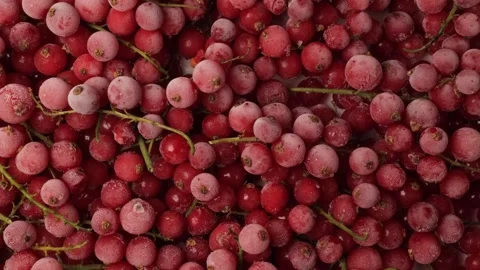 Frozen red currant berries background moving 스톡 동영상 346177869
