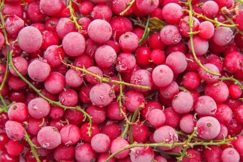 Frozen red currant Stock Photos