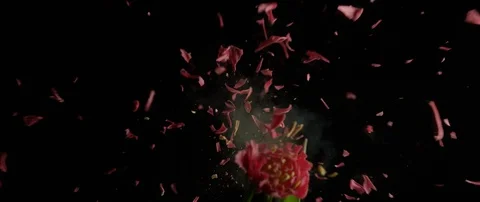 Frozen red flower breaks on a dark surface and breaks into small pieces Stock Footage 106005009