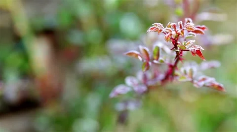 Frozen red flower leaf in the green garden Stock Footage 46002765