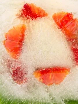 Frozen red flower Stock Photos