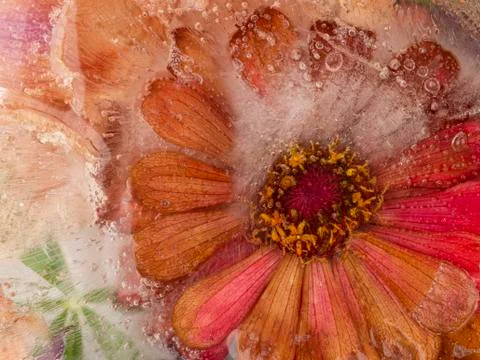 Frozen red flower Stock Photos