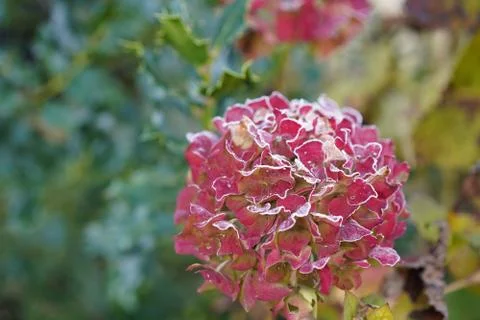 Frozen red hydrangea and leaf in garden with selective focus. Stock Photos