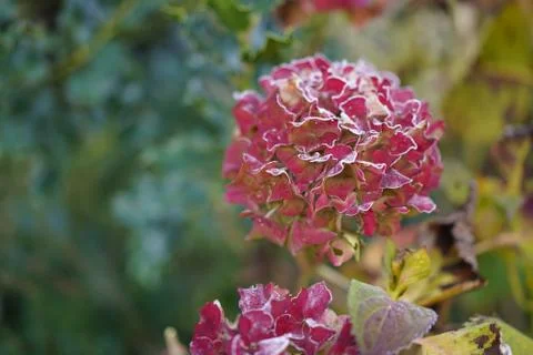 Frozen red hydrangea and leaf in garden with selective focus. Foto stock