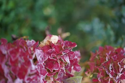 Frozen red hydrangea and leaf in garden with selective focus. Stock Photos