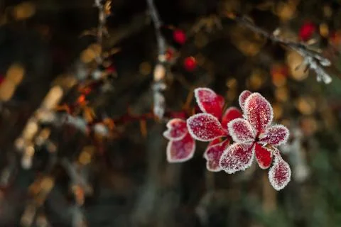 Frozen red leaves Stock Photos