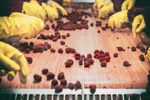 Frozen red raspberries in sorting and processing machines Stock Photos