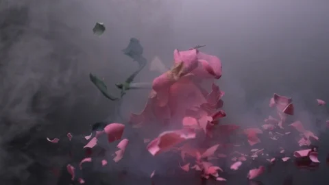 Frozen  red rose breaks on black background Video stock 104602186