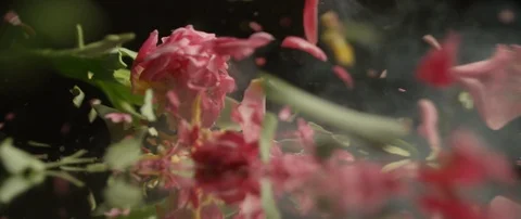 Frozen red rose breaks on a dark surface and breaks into small pieces Stock Footage 106005793