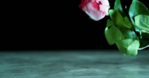 Frozen red rose falling on the ground and scattering in slow motion Stock Footage 71215847